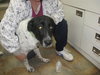 Ripley-adopted 4/17/10