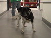 Ripley-adopted 4/17/10