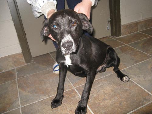 Merlin-ADOPTED