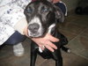 Merlin-ADOPTED