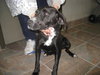 Merlin-ADOPTED