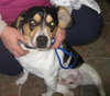Frankie-ADOPTED 04.12.13