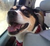 Frankie-ADOPTED 04.12.13