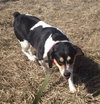 Frankie-ADOPTED 04.12.13