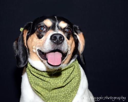 Frankie-ADOPTED 04.12.13