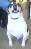Frankie-ADOPTED 04.12.13