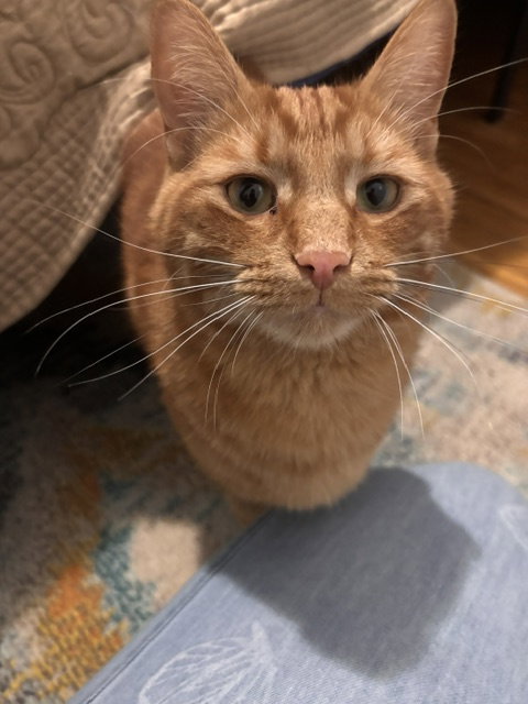 Harvest - Sf Litter, an adoptable Domestic Long Hair in Livonia, MI