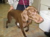 Miss Bella-PENDING