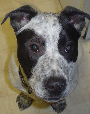 Smokey-ADOPTED 4/2010