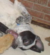 Smokey-ADOPTED 4/2010