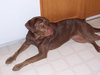 Peyton-ADOPTED 7.5.10