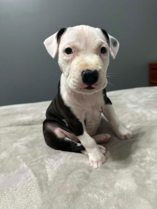 Pumpkin Spice - ADOPTED 01.01.25