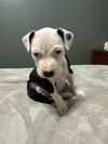 Pumpkin Spice - ADOPTED 01.01.25