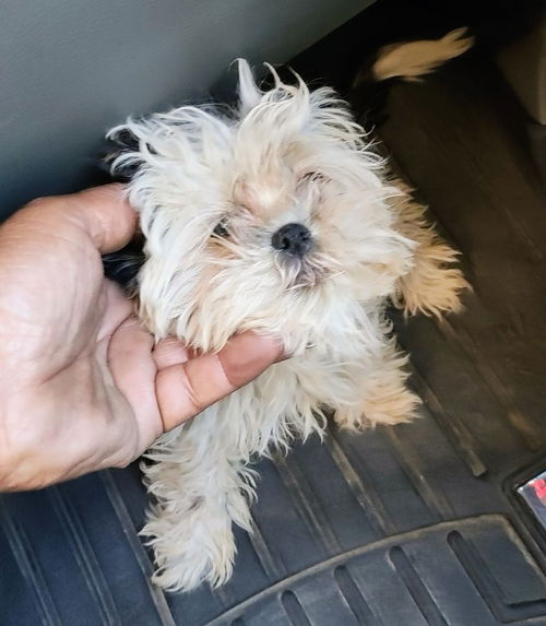 MiniMoo - ADOPTED 04.27.25