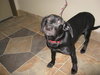 Ariel-ADOPTED-3.26.10