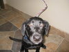 Ariel-ADOPTED-3.26.10