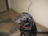 Ariel-ADOPTED-3.26.10