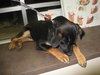 Murphy - ADOPTED 04.19.10