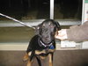 Murphy - ADOPTED 04.19.10