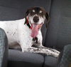Zeus-ADOPTED-7.20.15