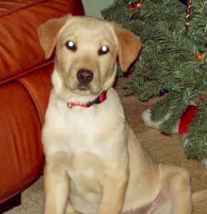 Marty - ADOPTED 01.01.10