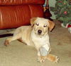 Marty - ADOPTED 01.01.10