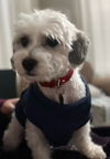 Dusty - ADOPTED 12.19.24