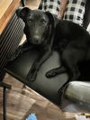 Xu Litter Orion - ADOPTED 05.17.25