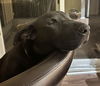 Xu Litter Orion - ADOPTED 05.17.25