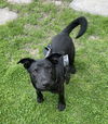 Xu Litter Orion - ADOPTED 05.17.25