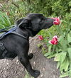 Xu Litter Orion - ADOPTED 05.17.25