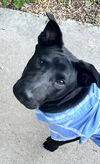 Xu Litter Orion - ADOPTED 05.17.25