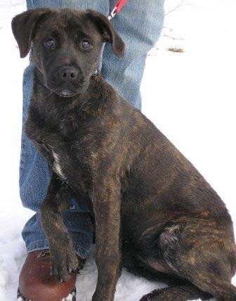 Willow-ADOPTED-2.26.10