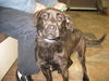 Willow-ADOPTED-2.26.10