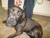Willow-ADOPTED-2.26.10