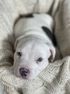 Yu Litter Nugget - ADOPTION PENDING