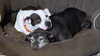 Buckley - ADOPTION PENDING