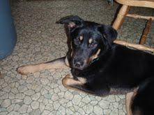 Romeo-ADOPTED 02.28.10