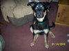 Romeo-ADOPTED 02.28.10