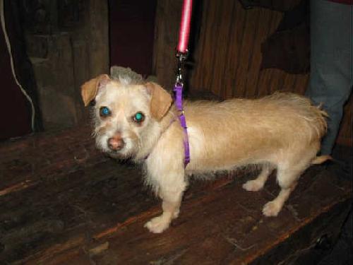 Phyllis Diller - ADOPTED