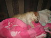 Phyllis Diller - ADOPTED