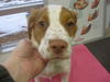 Tango - ADOPTED 11.30.11