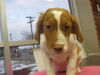 Tango - ADOPTED 11.30.11