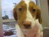 Tango - ADOPTED 11.30.11