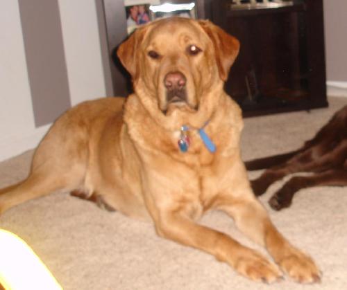 Montana - ADOPTED