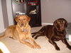 Montana - ADOPTED