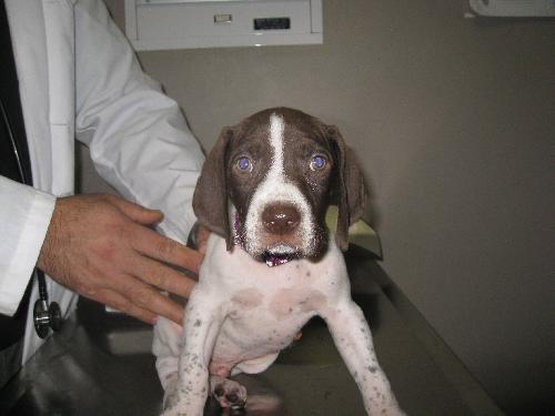 Dixie-ADOPTED 04.06.10