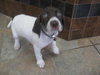 Dixie-ADOPTED 04.06.10