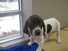 Dixie-ADOPTED 04.06.10