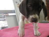 Dixie-ADOPTED 04.06.10